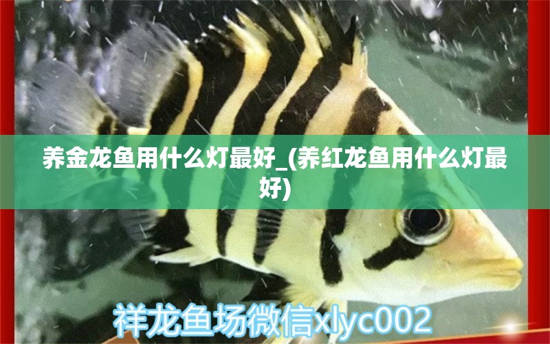 養(yǎng)金龍魚用什么燈最好_(養(yǎng)紅龍魚用什么燈最好) 狗頭魚