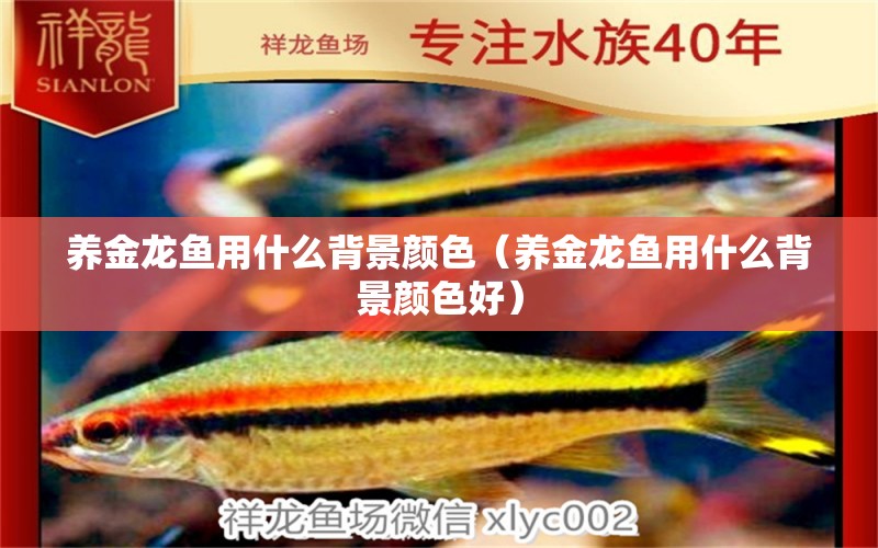 養(yǎng)金龍魚用什么背景顏色（養(yǎng)金龍魚用什么背景顏色好） 白寫錦鯉魚