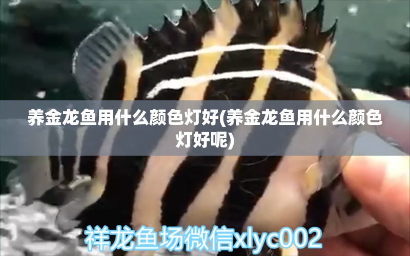 養(yǎng)金龍魚用什么顏色燈好(養(yǎng)金龍魚用什么顏色燈好呢) 粗線銀版魚