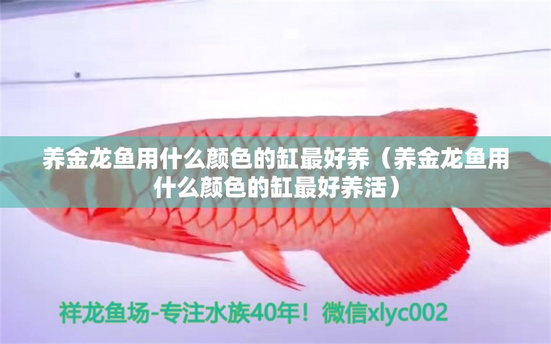 養(yǎng)金龍魚用什么顏色的缸最好養(yǎng)（養(yǎng)金龍魚用什么顏色的缸最好養(yǎng)活） 夢幻雷龍魚