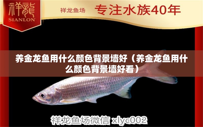 養(yǎng)金龍魚(yú)用什么顏色背景墻好（養(yǎng)金龍魚(yú)用什么顏色背景墻好看）