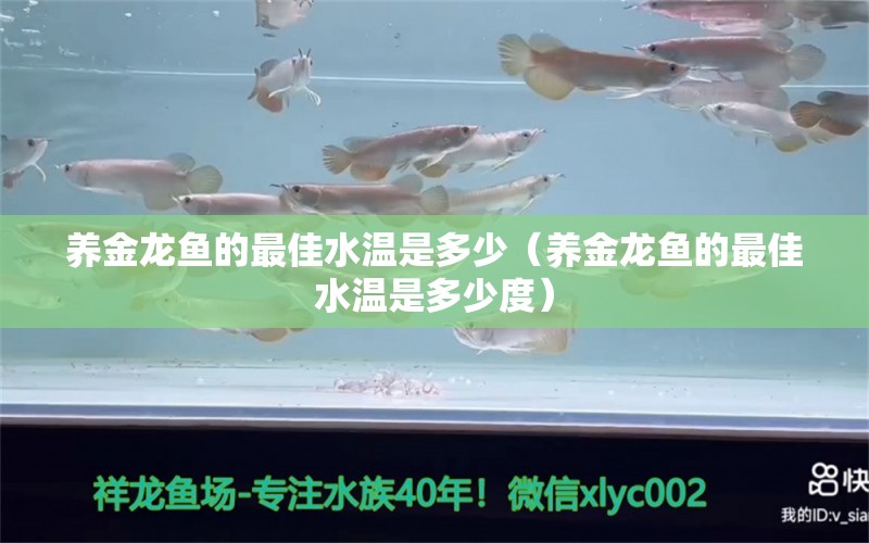 養(yǎng)金龍魚的最佳水溫是多少（養(yǎng)金龍魚的最佳水溫是多少度） 觀賞魚市場（混養(yǎng)魚）