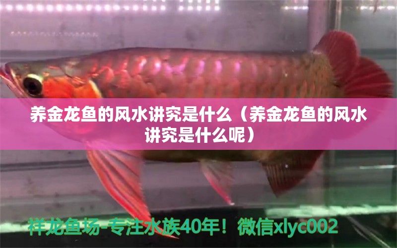 養(yǎng)金龍魚的風(fēng)水講究是什么（養(yǎng)金龍魚的風(fēng)水講究是什么呢）