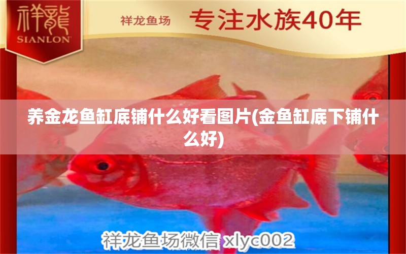 養(yǎng)金龍魚缸底鋪什么好看圖片(金魚缸底下鋪什么好) 蘇虎 第1張