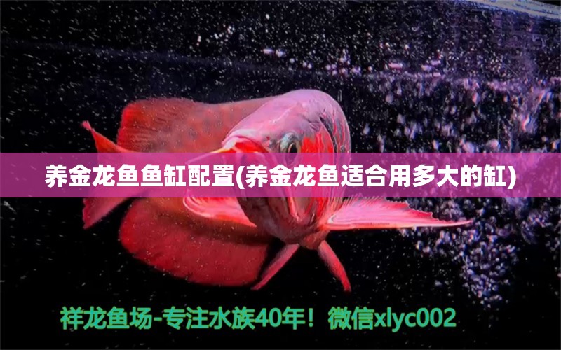 養(yǎng)金龍魚魚缸配置(養(yǎng)金龍魚適合用多大的缸) 觀賞魚魚苗