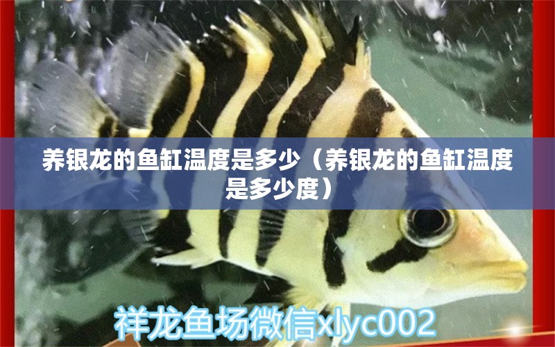 養(yǎng)銀龍的魚缸溫度是多少（養(yǎng)銀龍的魚缸溫度是多少度）