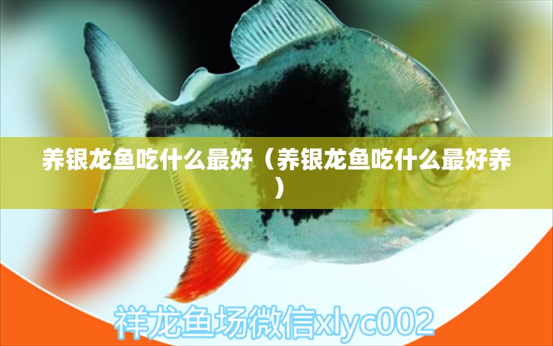 養(yǎng)銀龍魚吃什么最好（養(yǎng)銀龍魚吃什么最好養(yǎng)） 銀龍魚