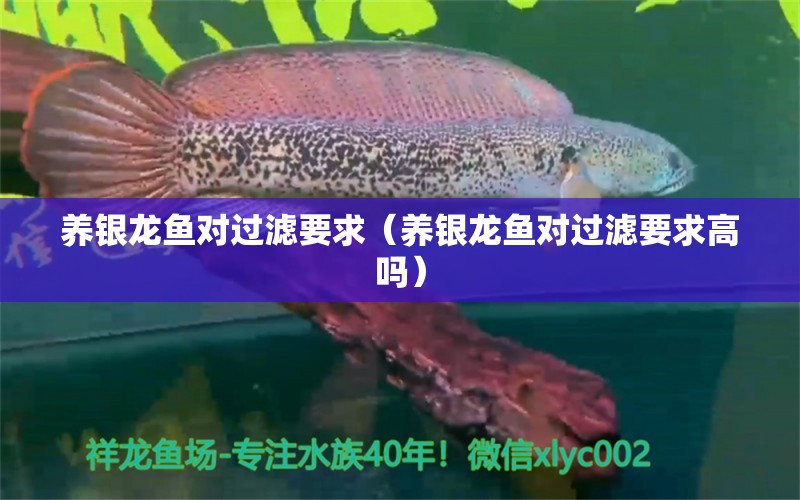 養(yǎng)銀龍魚(yú)對(duì)過(guò)濾要求（養(yǎng)銀龍魚(yú)對(duì)過(guò)濾要求高嗎） 銀龍魚(yú)