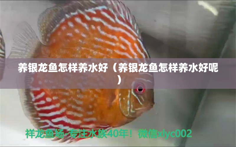 養(yǎng)銀龍魚怎樣養(yǎng)水好（養(yǎng)銀龍魚怎樣養(yǎng)水好呢） 銀龍魚