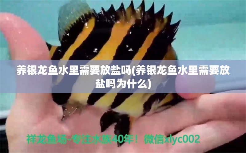 養(yǎng)銀龍魚水里需要放鹽嗎(養(yǎng)銀龍魚水里需要放鹽嗎為什么)