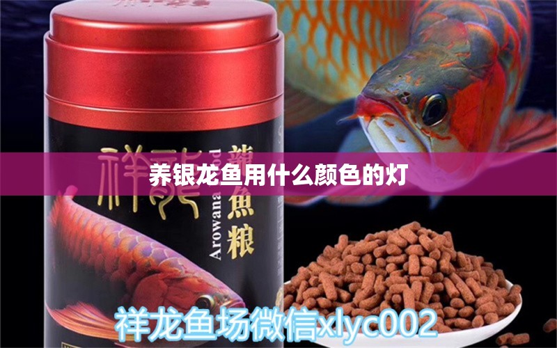 養(yǎng)銀龍魚用什么顏色的燈 銀龍魚