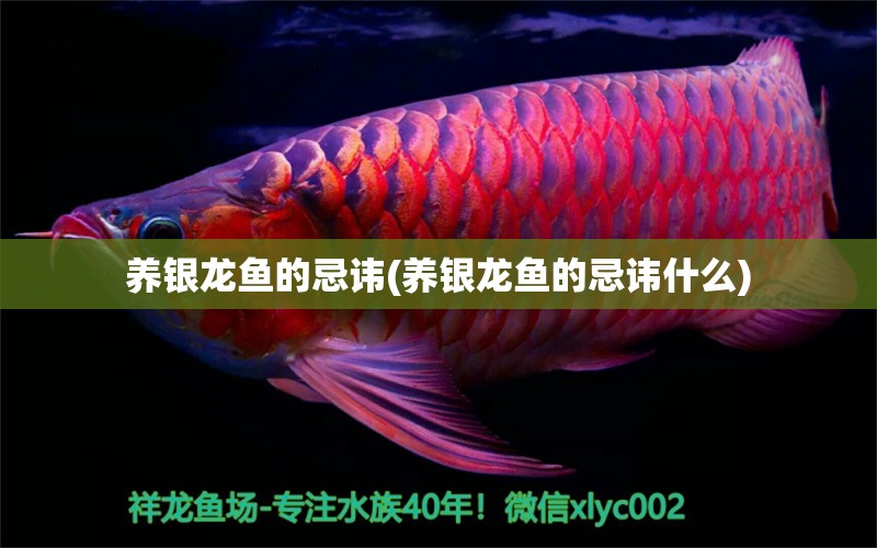 養(yǎng)銀龍魚的忌諱(養(yǎng)銀龍魚的忌諱什么) 銀龍魚