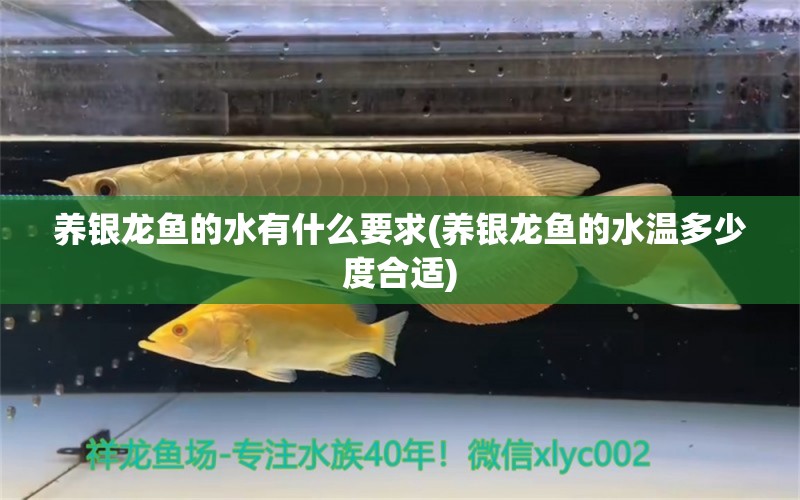 養(yǎng)銀龍魚的水有什么要求(養(yǎng)銀龍魚的水溫多少度合適) 銀龍魚