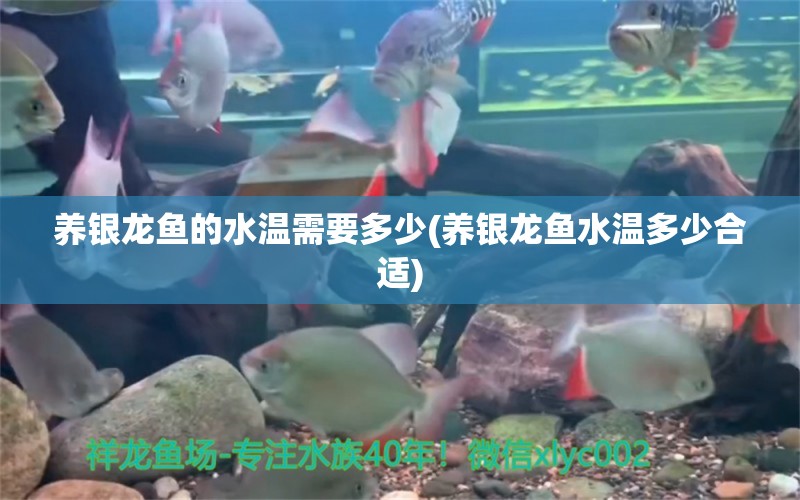 養(yǎng)銀龍魚(yú)的水溫需要多少(養(yǎng)銀龍魚(yú)水溫多少合適) 銀龍魚(yú)