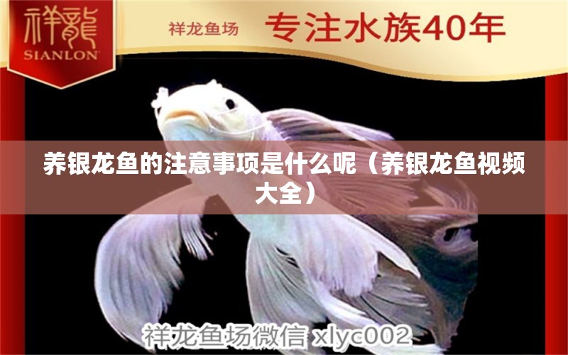 養(yǎng)銀龍魚的注意事項(xiàng)是什么呢（養(yǎng)銀龍魚視頻大全）