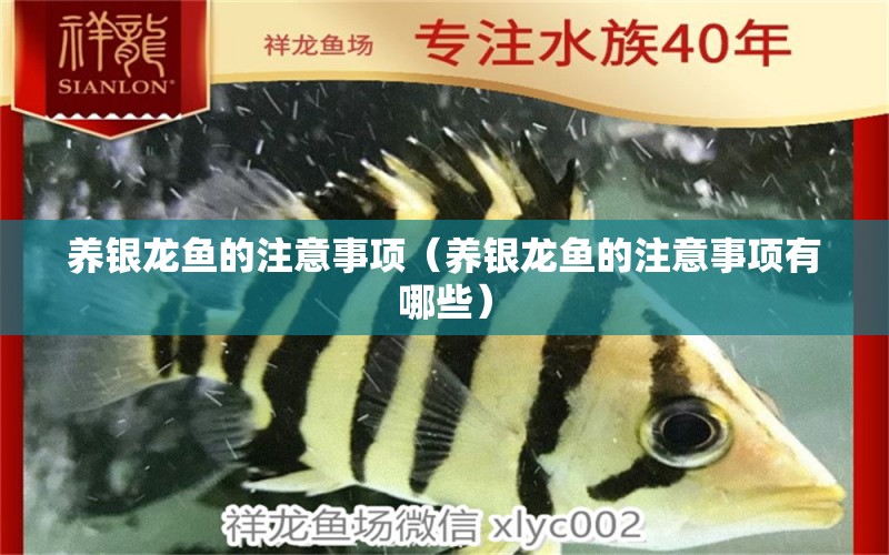 養(yǎng)銀龍魚(yú)的注意事項(xiàng)（養(yǎng)銀龍魚(yú)的注意事項(xiàng)有哪些） 銀龍魚(yú)