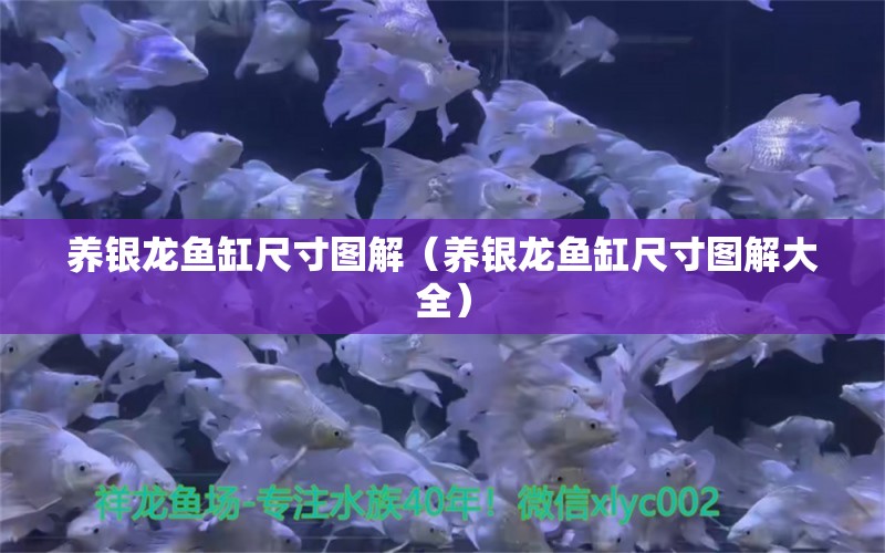 養(yǎng)銀龍魚缸尺寸圖解（養(yǎng)銀龍魚缸尺寸圖解大全） 銀龍魚