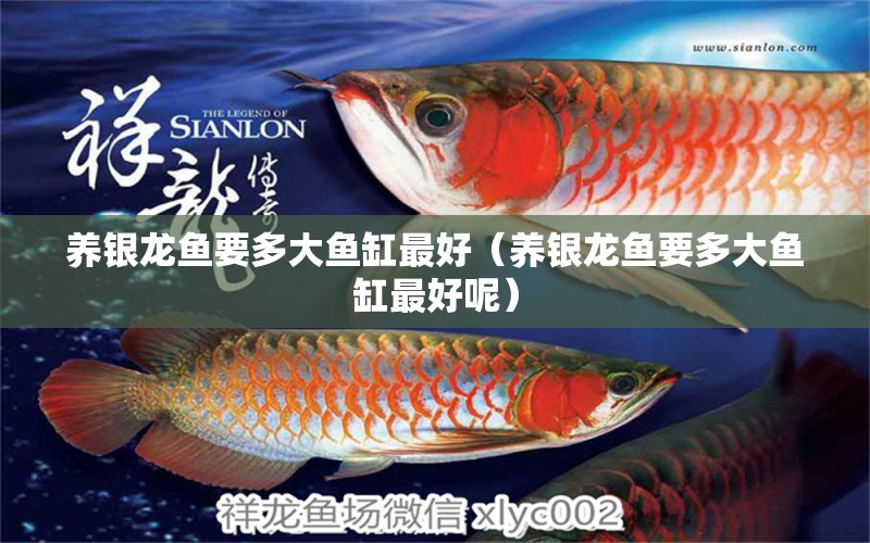 養(yǎng)銀龍魚要多大魚缸最好（養(yǎng)銀龍魚要多大魚缸最好呢） 銀龍魚