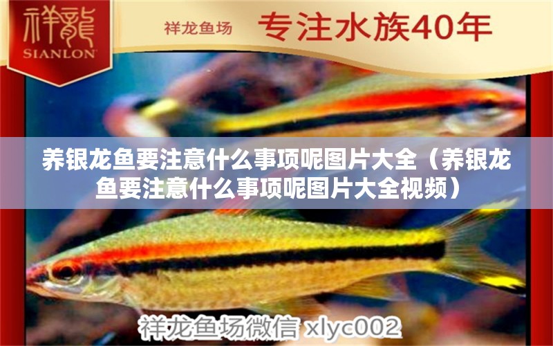 養(yǎng)銀龍魚要注意什么事項呢圖片大全（養(yǎng)銀龍魚要注意什么事項呢圖片大全視頻） 銀龍魚