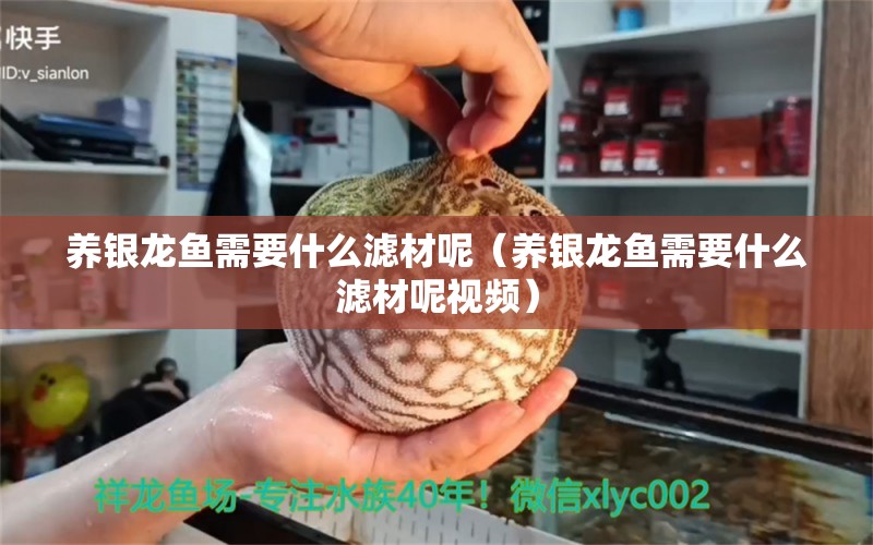 養(yǎng)銀龍魚需要什么濾材呢（養(yǎng)銀龍魚需要什么濾材呢視頻） 銀龍魚