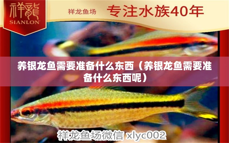 養(yǎng)銀龍魚需要準備什么東西（養(yǎng)銀龍魚需要準備什么東西呢）