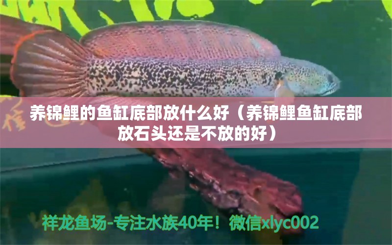 養(yǎng)錦鯉的魚缸底部放什么好（養(yǎng)錦鯉魚缸底部放石頭還是不放的好） 廣州觀賞魚批發(fā)市場