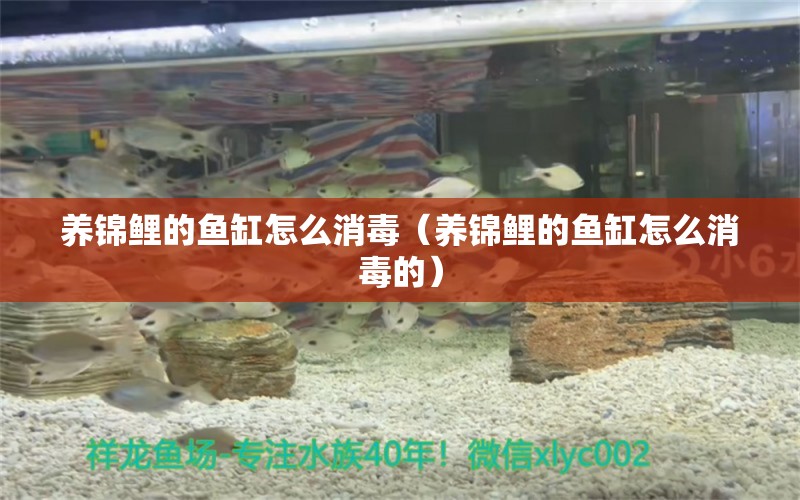 養(yǎng)錦鯉的魚缸怎么消毒（養(yǎng)錦鯉的魚缸怎么消毒的） 觀賞魚市場(chǎng)（混養(yǎng)魚）