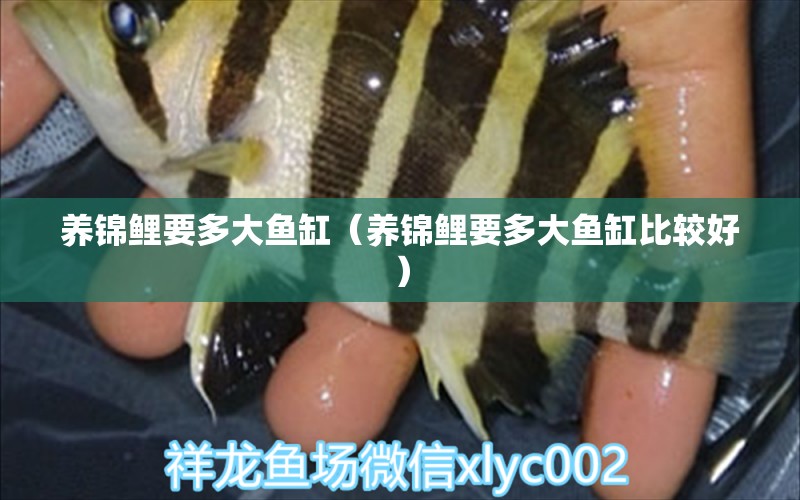 養(yǎng)錦鯉要多大魚缸（養(yǎng)錦鯉要多大魚缸比較好） 祥龍水族醫(yī)院