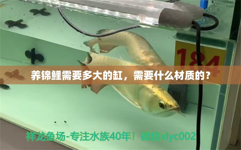 養(yǎng)錦鯉需要多大的缸，需要什么材質的？ 養(yǎng)魚知識