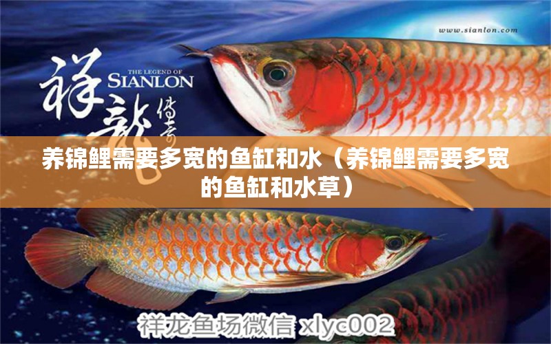 養(yǎng)錦鯉需要多寬的魚缸和水（養(yǎng)錦鯉需要多寬的魚缸和水草） 水草