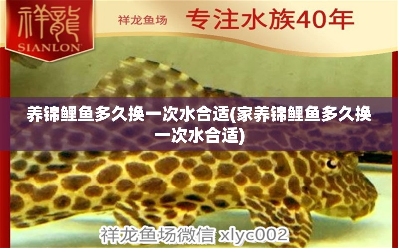 養(yǎng)錦鯉魚多久換一次水合適(家養(yǎng)錦鯉魚多久換一次水合適) 祥龍魚藥系列