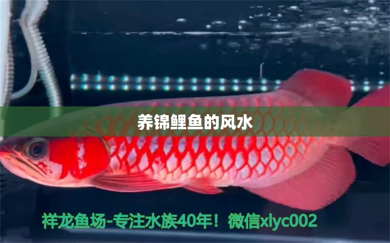 養(yǎng)錦鯉魚的風(fēng)水 魚缸風(fēng)水