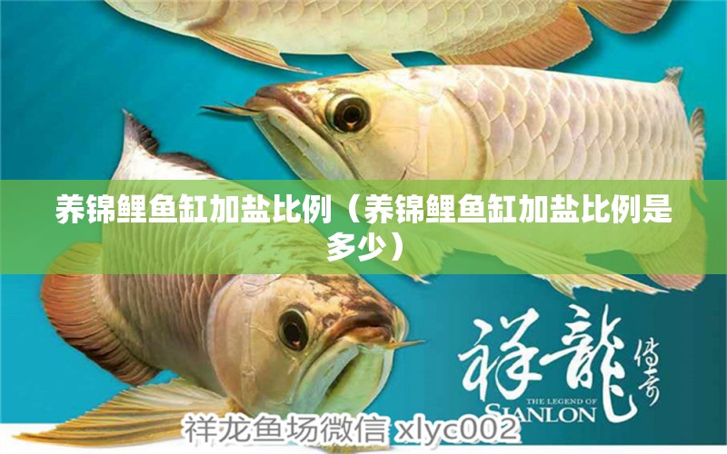 養(yǎng)錦鯉魚缸加鹽比例（養(yǎng)錦鯉魚缸加鹽比例是多少） 觀賞魚