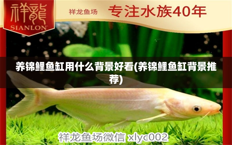 養(yǎng)錦鯉魚(yú)缸用什么背景好看(養(yǎng)錦鯉魚(yú)缸背景推薦) 魚(yú)缸定做