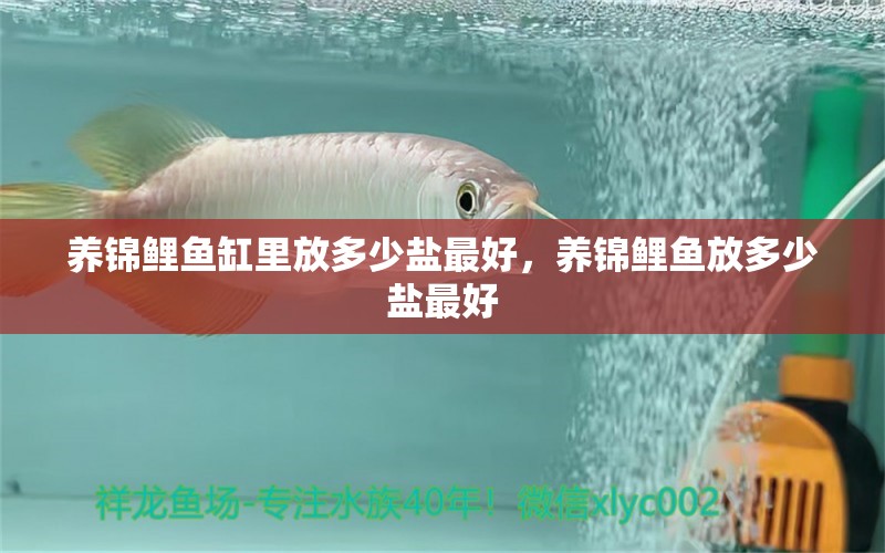 養(yǎng)錦鯉魚(yú)缸里放多少鹽最好，養(yǎng)錦鯉魚(yú)放多少鹽最好 大嘴鯨魚(yú)