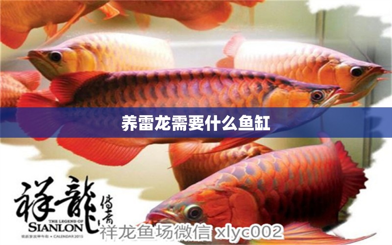 養(yǎng)雷龍需要什么魚缸 祥龍魚場(chǎng)