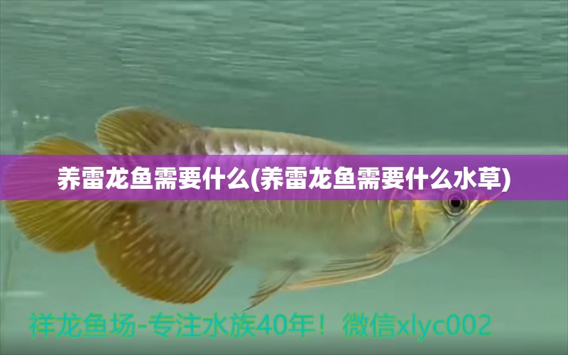 養(yǎng)雷龍魚需要什么(養(yǎng)雷龍魚需要什么水草)