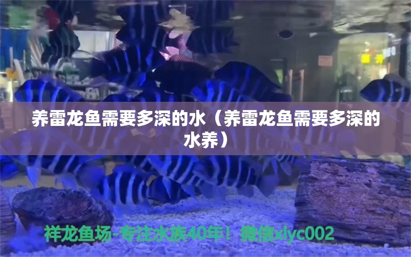 養(yǎng)雷龍魚需要多深的水（養(yǎng)雷龍魚需要多深的水養(yǎng)）