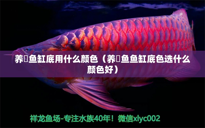 養(yǎng)魟魚缸底用什么顏色（養(yǎng)魟魚魚缸底色選什么顏色好）