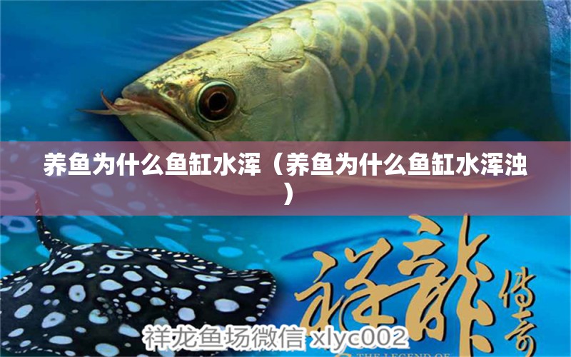 養(yǎng)魚為什么魚缸水渾（養(yǎng)魚為什么魚缸水渾濁） 祥龍水族醫(yī)院 第1張