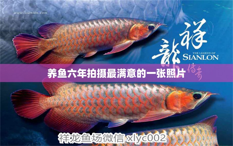 養(yǎng)魚六年拍攝最滿意的一張照片