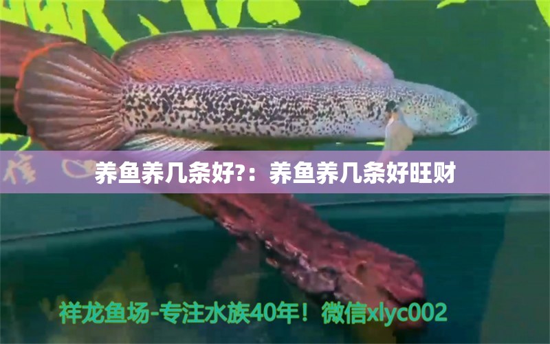 養(yǎng)魚養(yǎng)幾條好?：養(yǎng)魚養(yǎng)幾條好旺財 羽毛刀魚苗