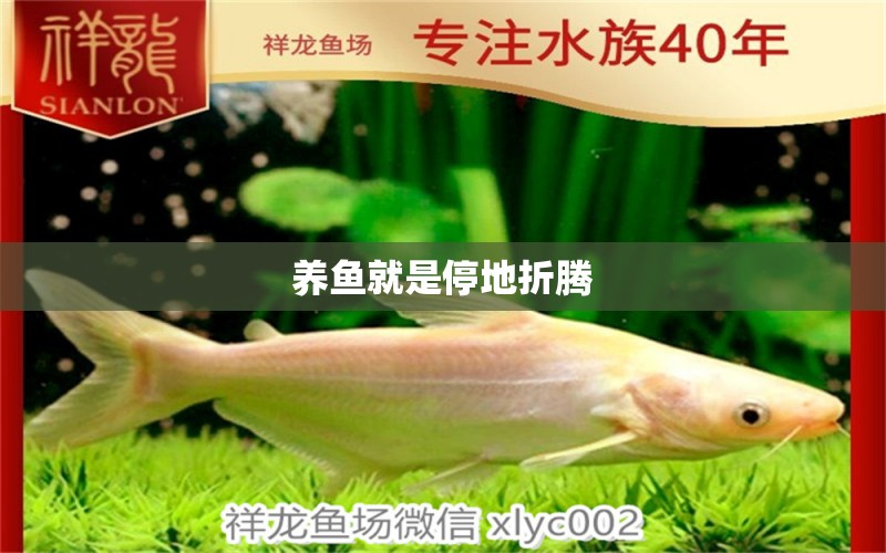 養(yǎng)魚(yú)就是停地折騰 觀賞魚(yú)論壇 第2張