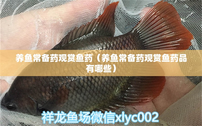 養(yǎng)魚常備藥觀賞魚藥（養(yǎng)魚常備藥觀賞魚藥品有哪些） 觀賞蝦蟹等飼料