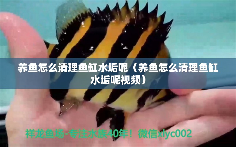 養(yǎng)魚(yú)怎么清理魚(yú)缸水垢呢（養(yǎng)魚(yú)怎么清理魚(yú)缸水垢呢視頻）