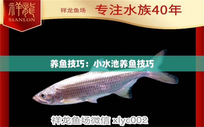 養(yǎng)魚技巧：小水池養(yǎng)魚技巧