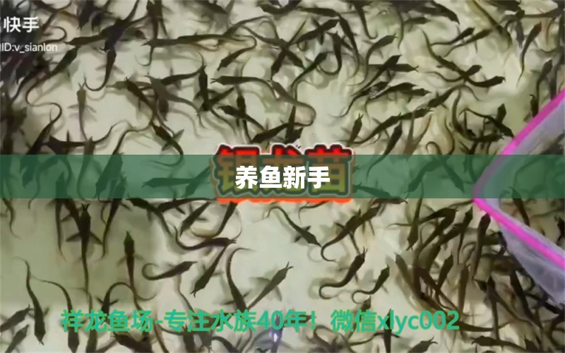 養(yǎng)魚新手 BD魟魚 第4張