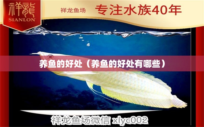 養(yǎng)魚的好處（養(yǎng)魚的好處有哪些）