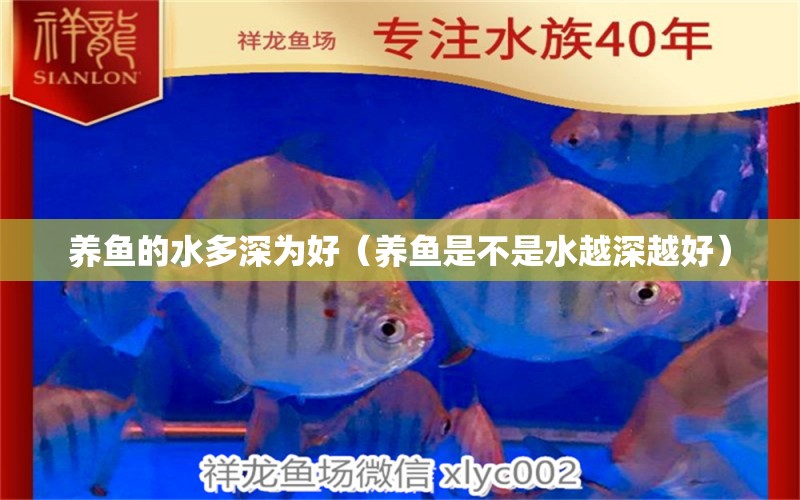 養(yǎng)魚(yú)的水多深為好（養(yǎng)魚(yú)是不是水越深越好） 祥龍超血紅龍魚(yú)