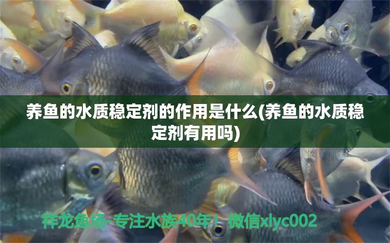 養(yǎng)魚的水質(zhì)穩(wěn)定劑的作用是什么(養(yǎng)魚的水質(zhì)穩(wěn)定劑有用嗎) 細(xì)線銀板魚苗